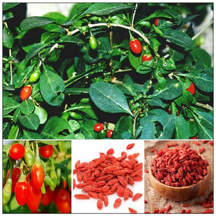 Bài thuốc trị hiếm muộn ở phụ nữ 
